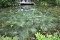 Monet's Pond